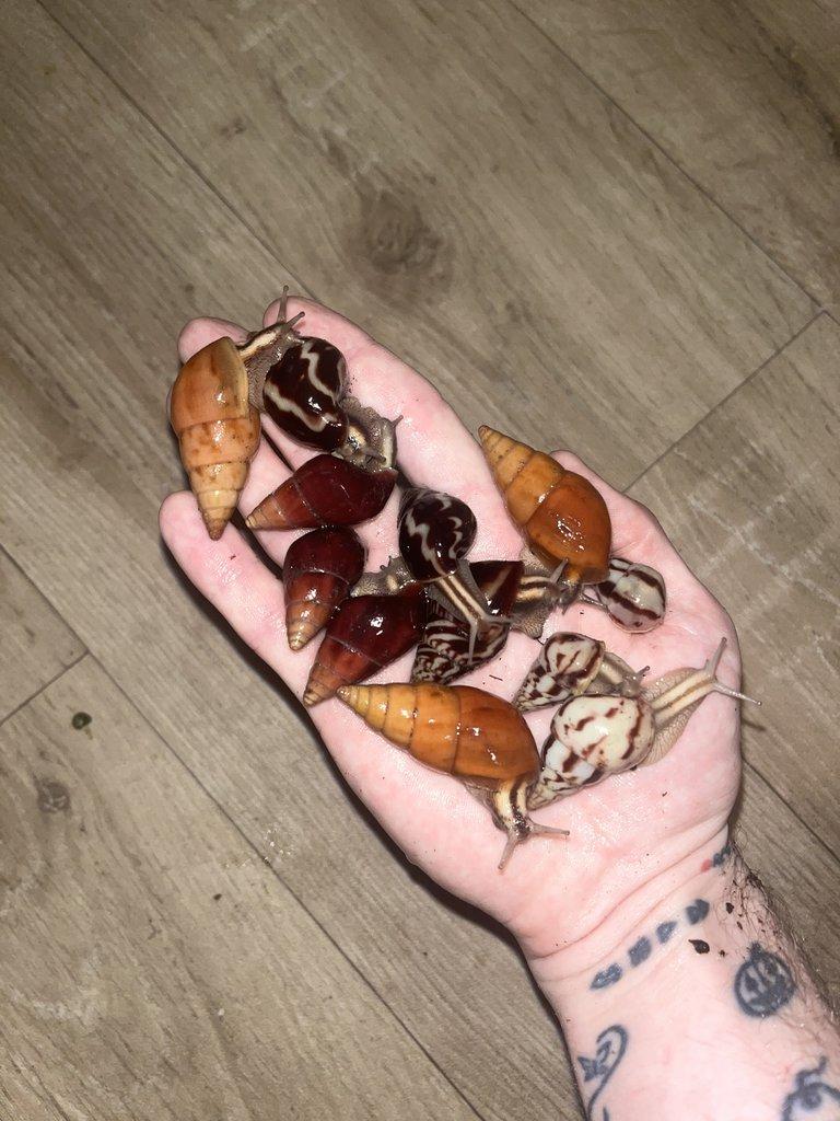 Africký šnek - mláďata