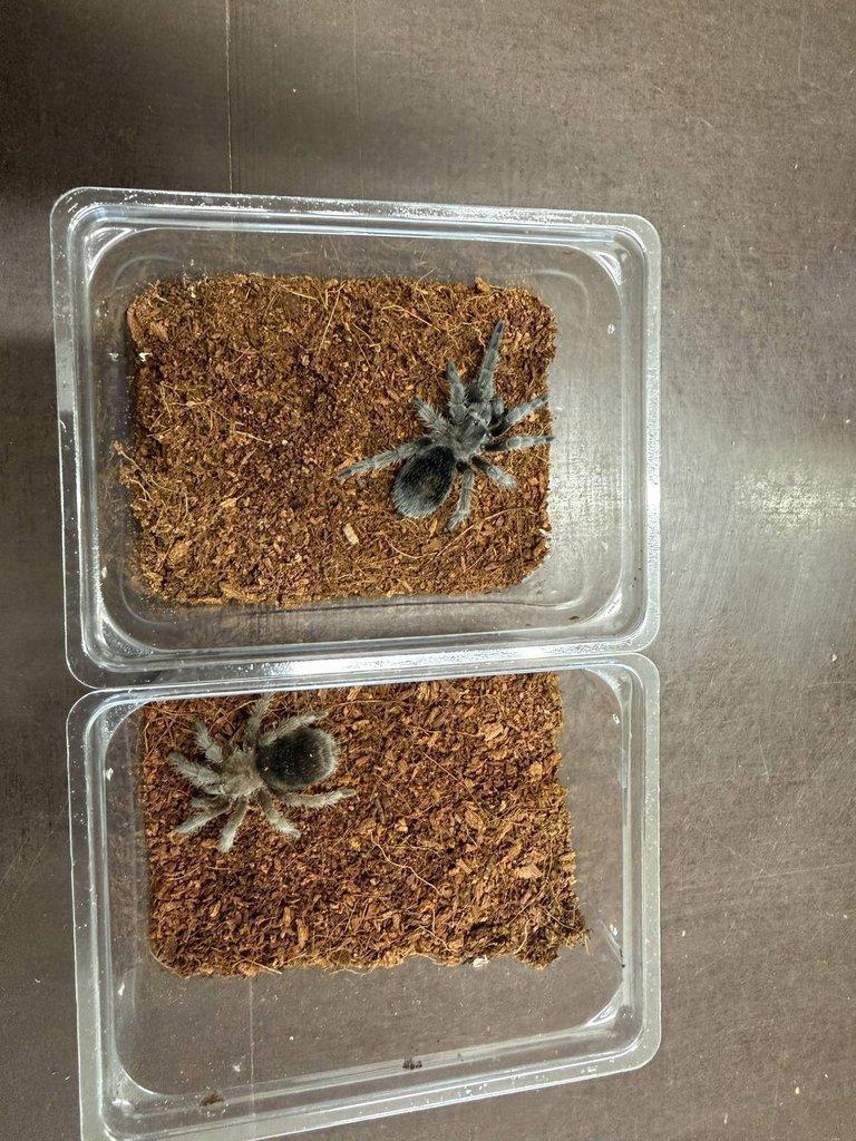 Grammmostola pulchra ....... ZIVA 20.12.