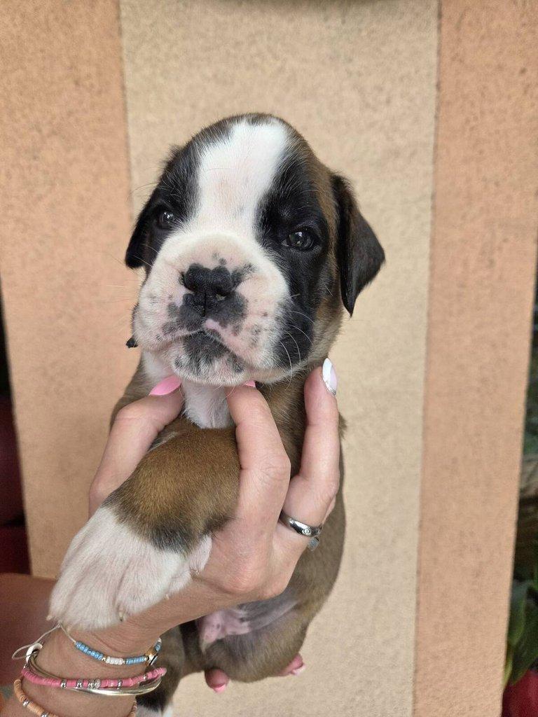 Štěňata německého boxera s PP