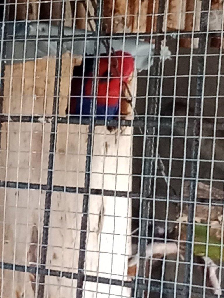 Eklektus Polichrolos