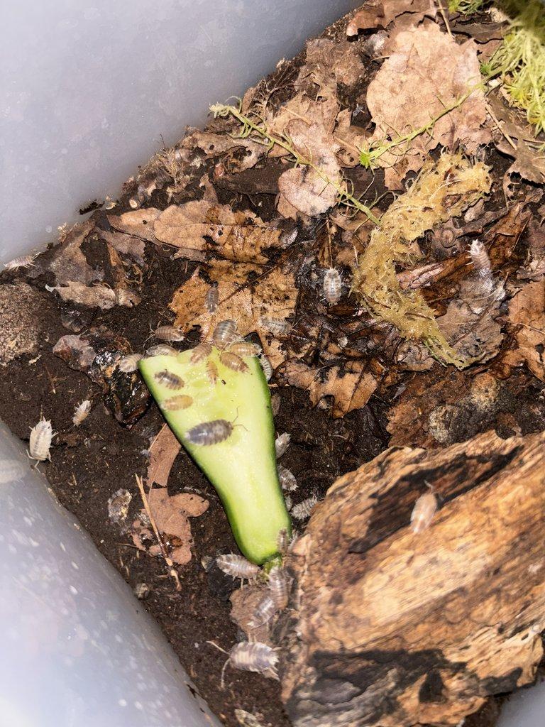 Isopodi 4 druhy dohromady cca 200ks