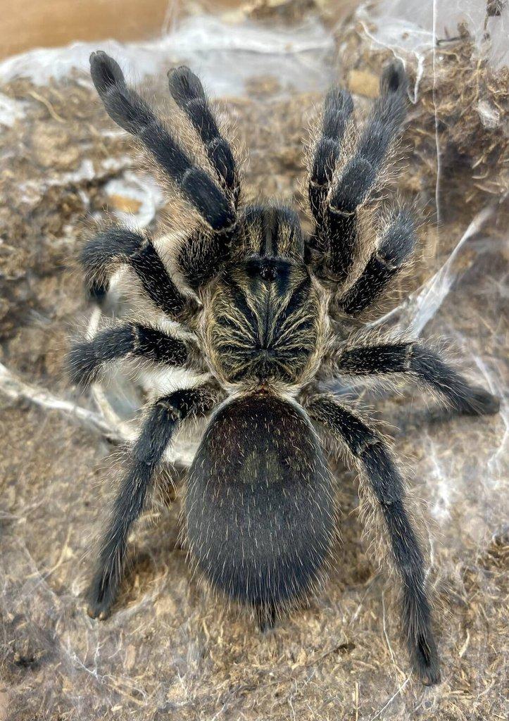 Živá exotika 7.2.026 - stůl: J08