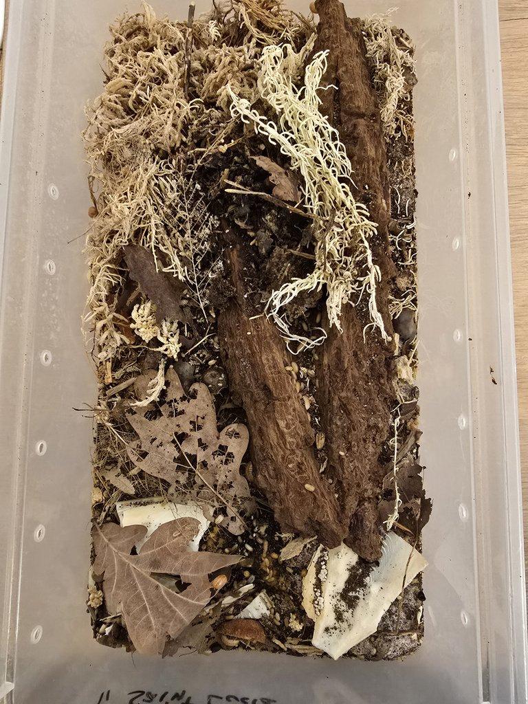 Redukce chovu isopod - celé boxy za zlomek ceny (spěchá)