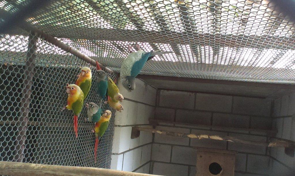 Pyrury zelenolící mutace