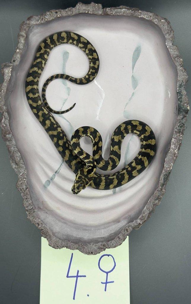 Mláďata krajty Cheyneovy 07/25 (Morelia spilota cheynei)