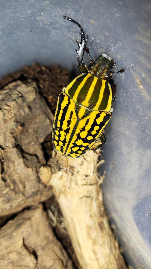 Chelorrhina savagei larvy