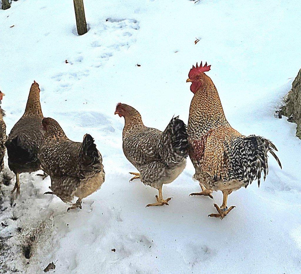 Bielefeldka + možnost poslat vejce přes dopravce - Přivez zvíře