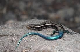 Chalcides sexlineatus