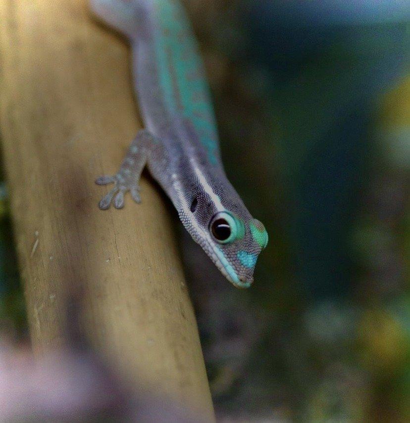 Phelsuma, Anolis