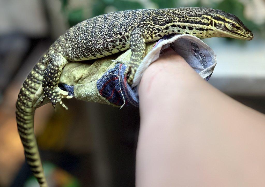 Živá exotika - F18-F20-