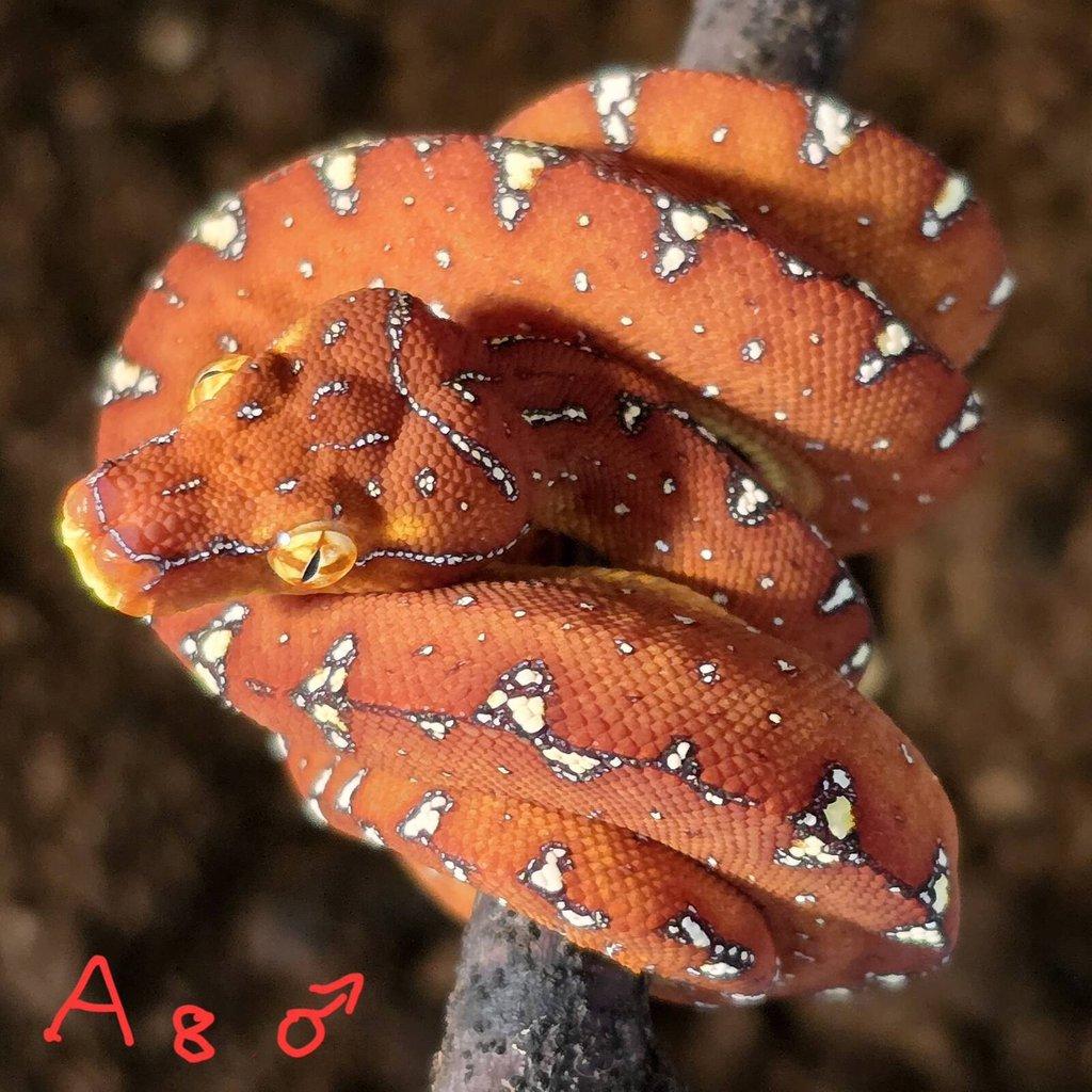 Morelia azurea pulcher (viridis)