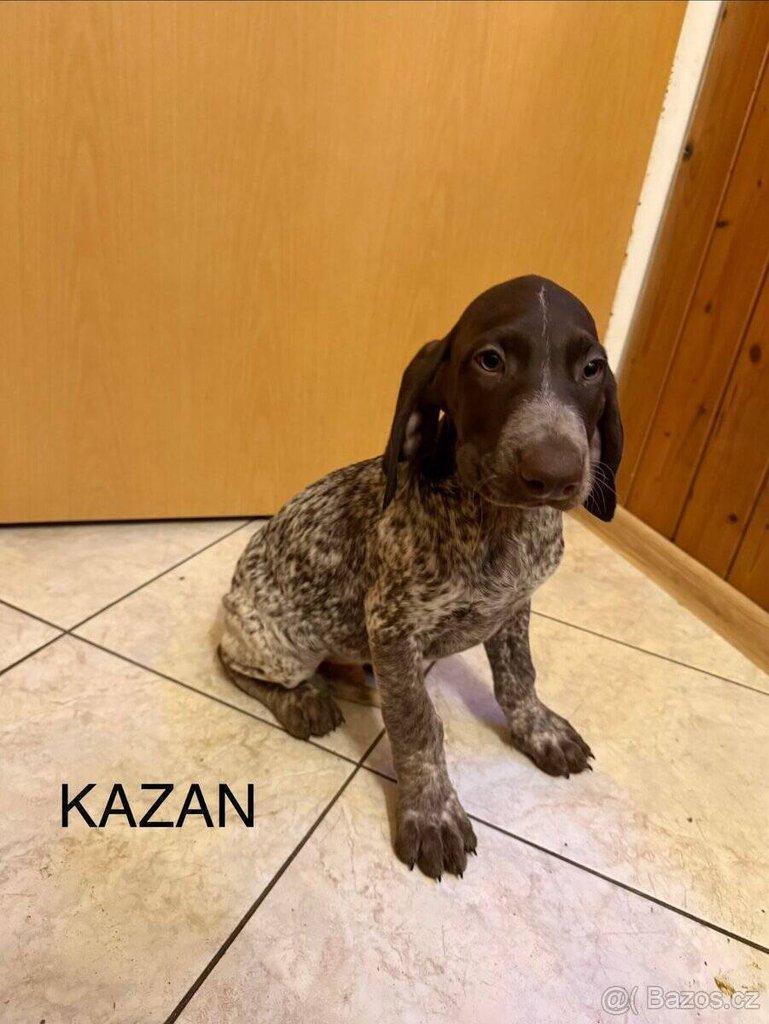 Německý krátkosrstý ohař – štěňata po pracovních rodičích