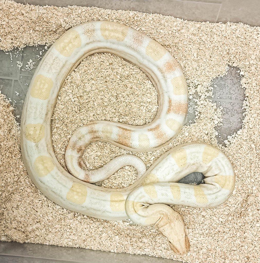 Adult Boa constrictor