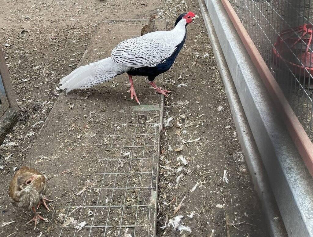 Prodám loňský odchov Bažantů