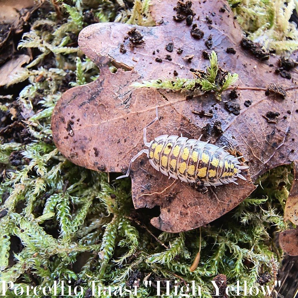 ISOPODY·STÍNKY - Aquatera Olomouc 23.11. / Akce 2+1