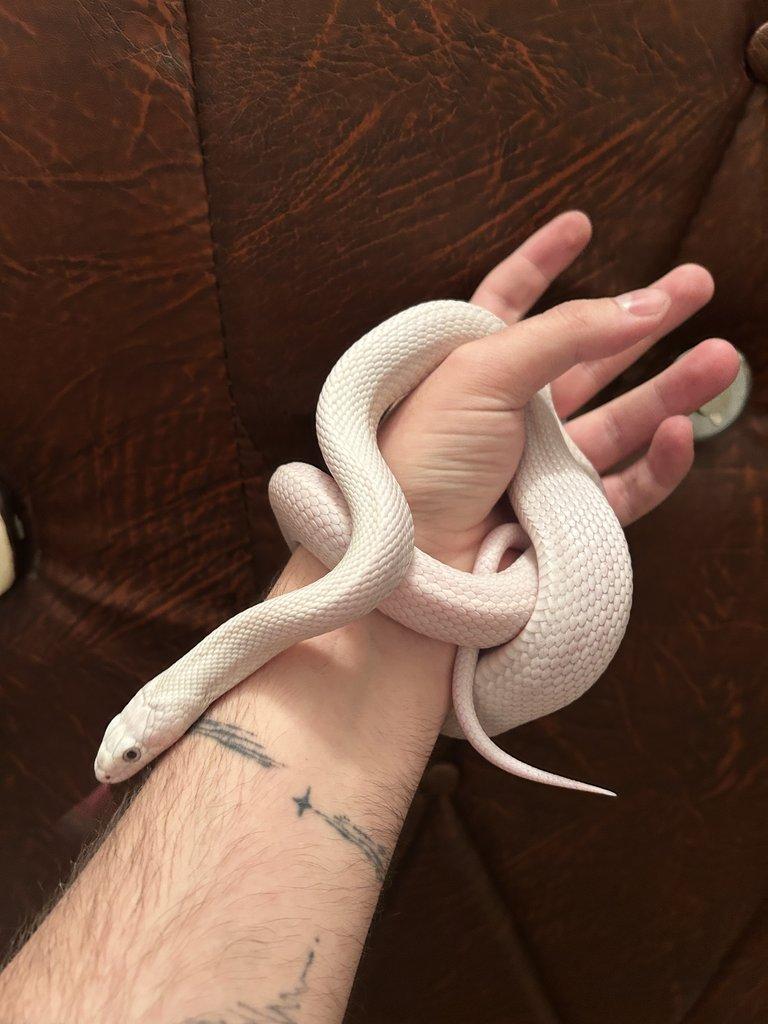 Úžovka Černá samice Leucistic