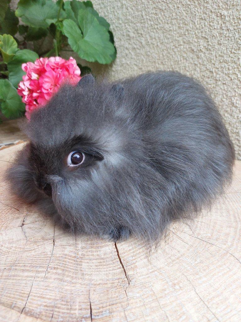 Zakrslý králík - hnědý kuní sameček TEDDY gen