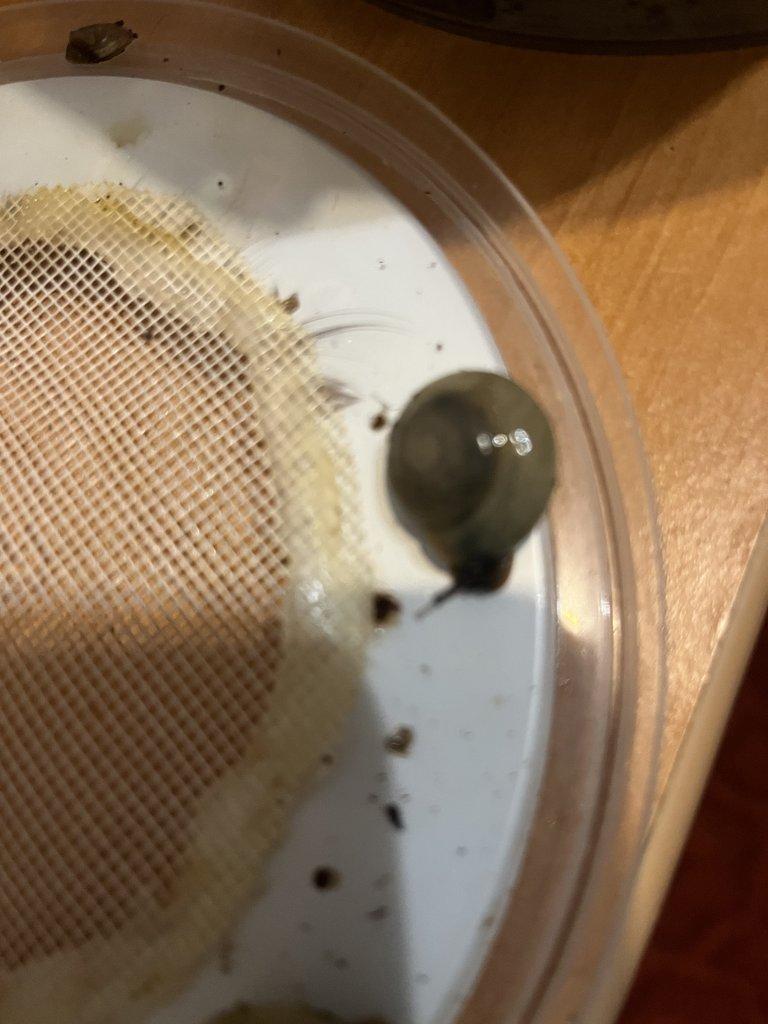 Šnek Pleurodonte Isabella Barbados