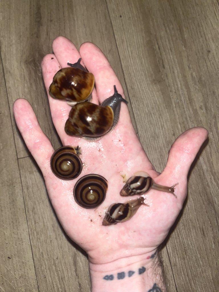 Africký šnek - mláďata