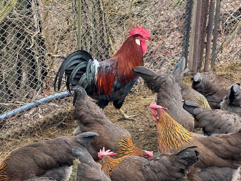 Vlaška koroptví - násadová vejce