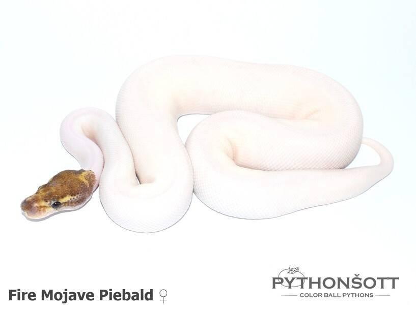 !!! UPRAVENÉ CENY !!! Krajta královská - mláďata