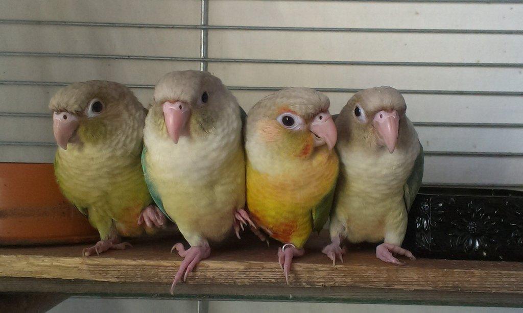 Pyrury zelenolící mutace