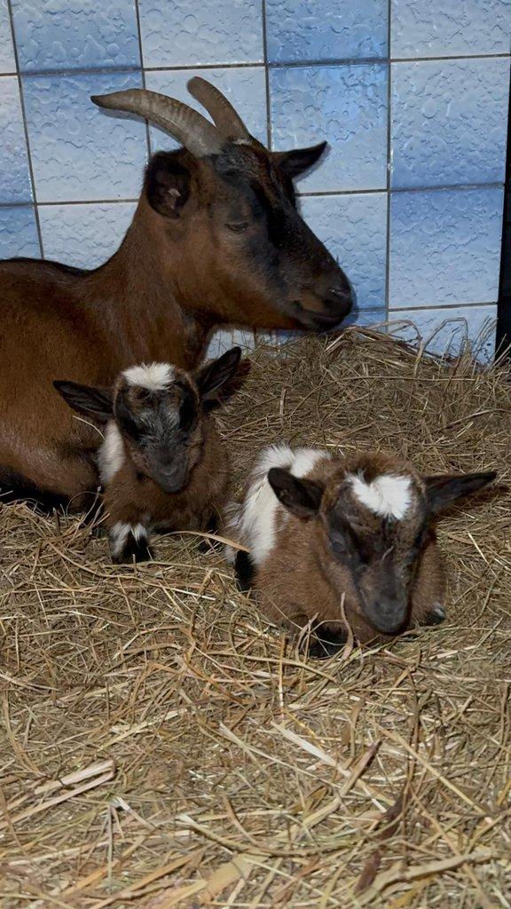 Rezervace zakrslých holandských koz