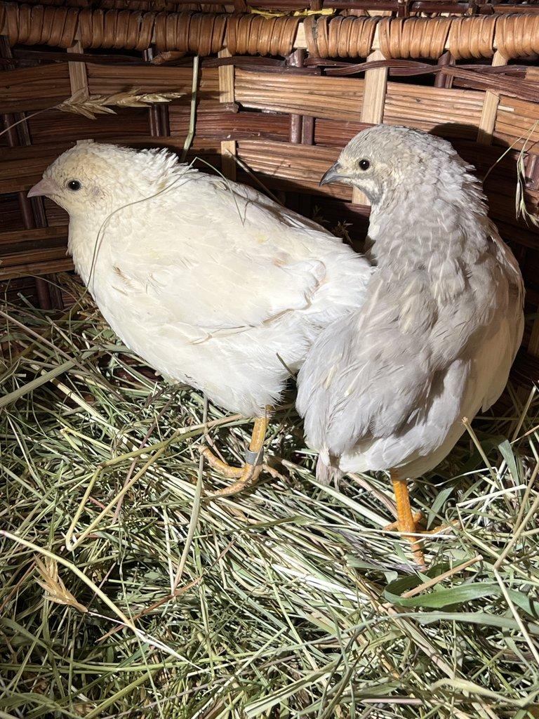 Křepelka čínská - Pár