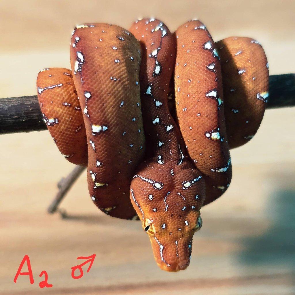 Morelia azurea pulcher (viridis)