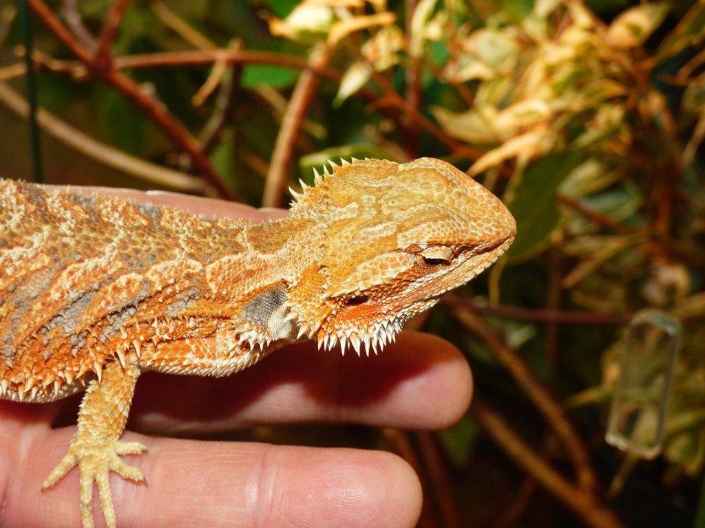 Agama vousatá (Pogona vitticeps)