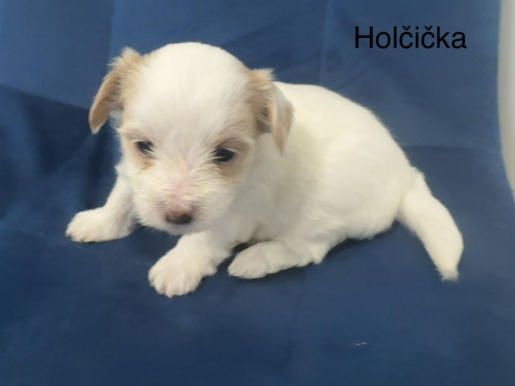 Nabízím k rezervaci štěňátka biewer teriér bez PP