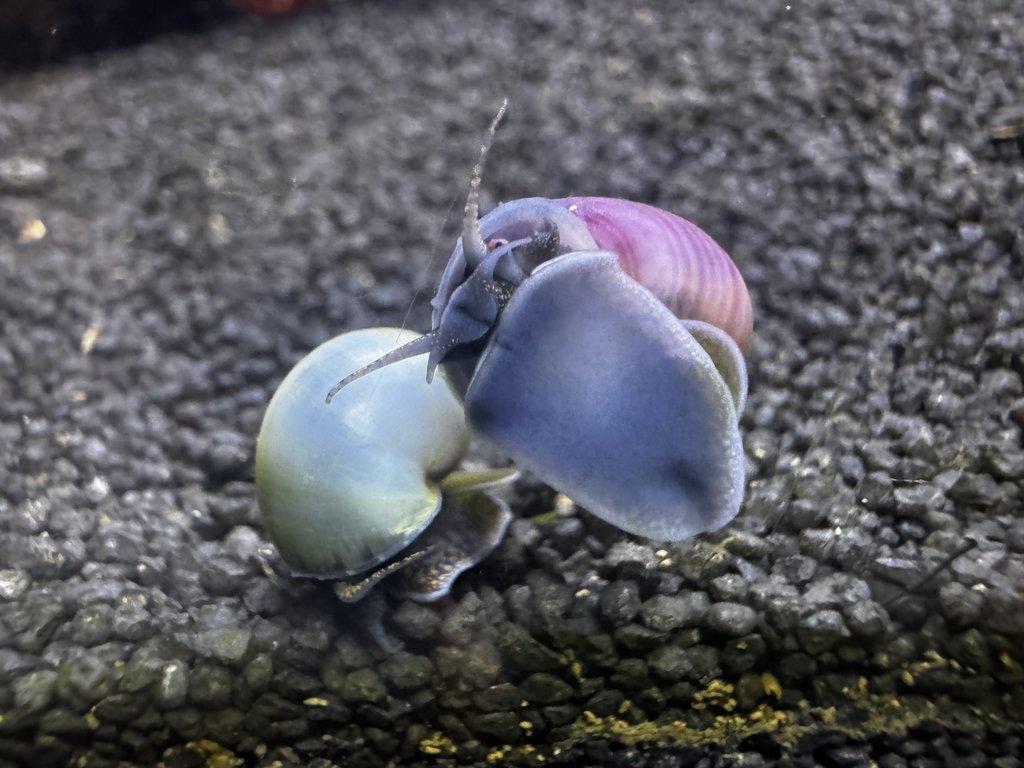 Ampulárie (měchýřovka)