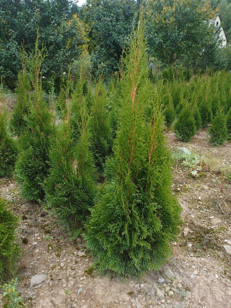 Thuje Smaragd na živý plot