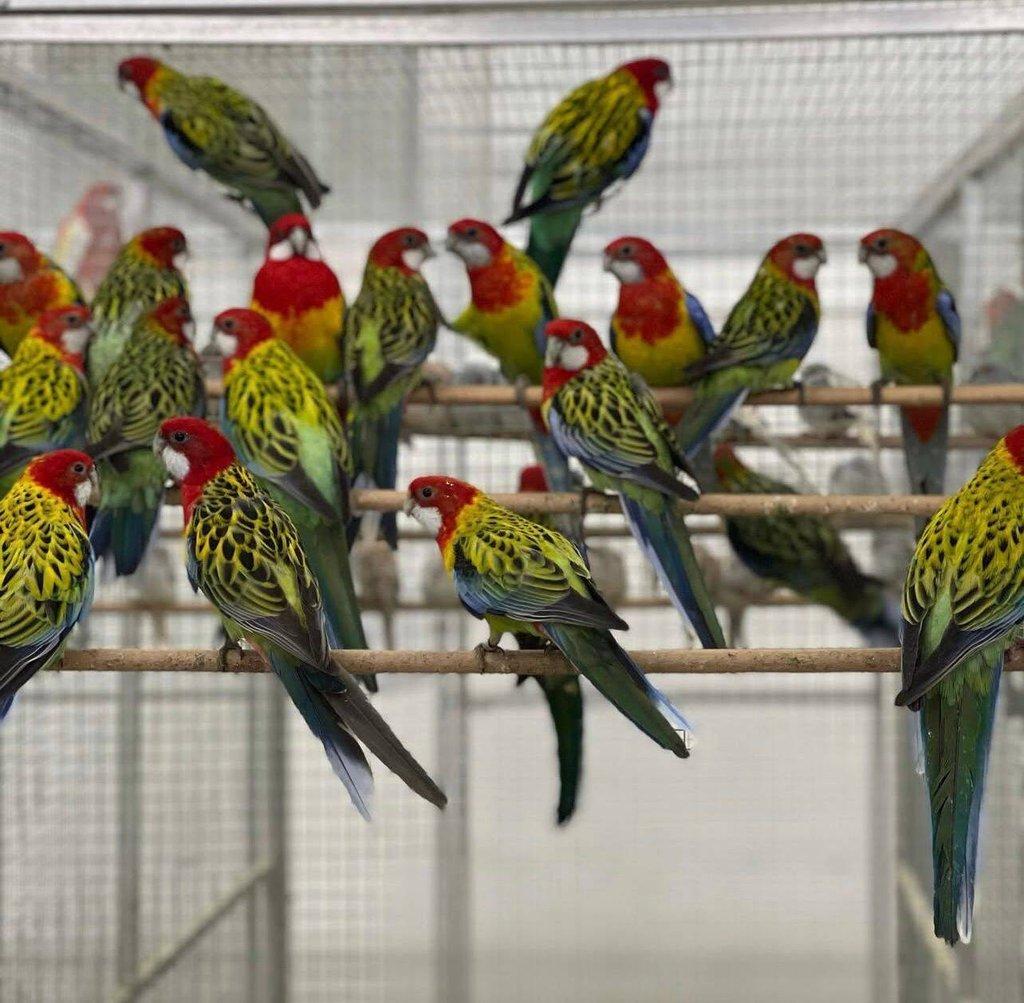 Vykoupím - veškeré druhy Rosel