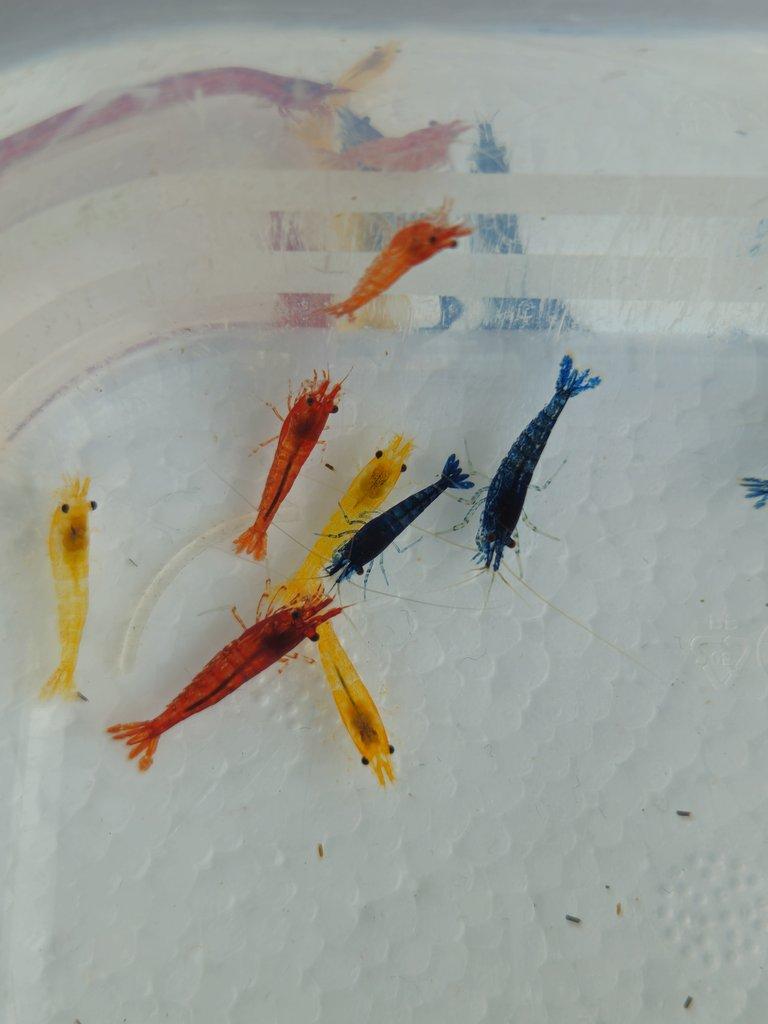 Sparťanské krevetky - červená, modrá, žlutá - čisté linie