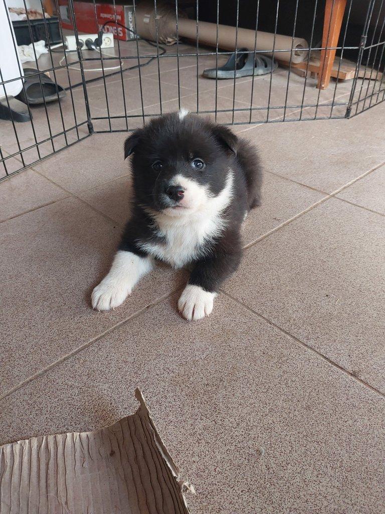 Ruskoevropská lajka