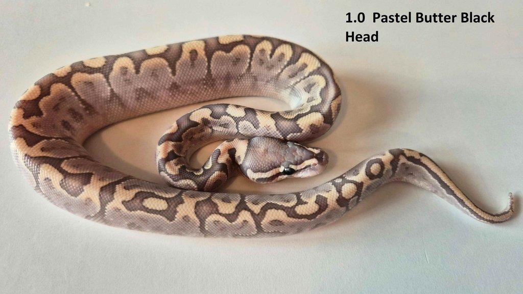 Krajta královská - prodám vlastní odchov 2023 - 2025