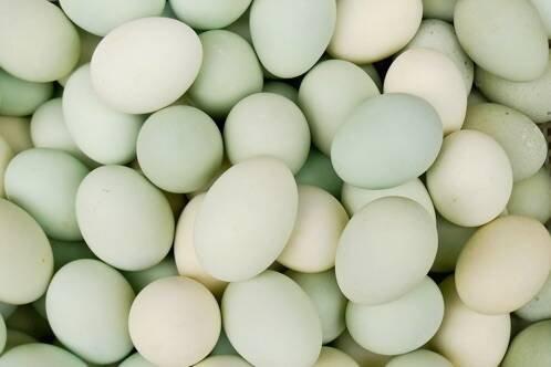 Slepice Nosnice Greenshell - snáší zdravá zelená, olivová a modrá vajíčka