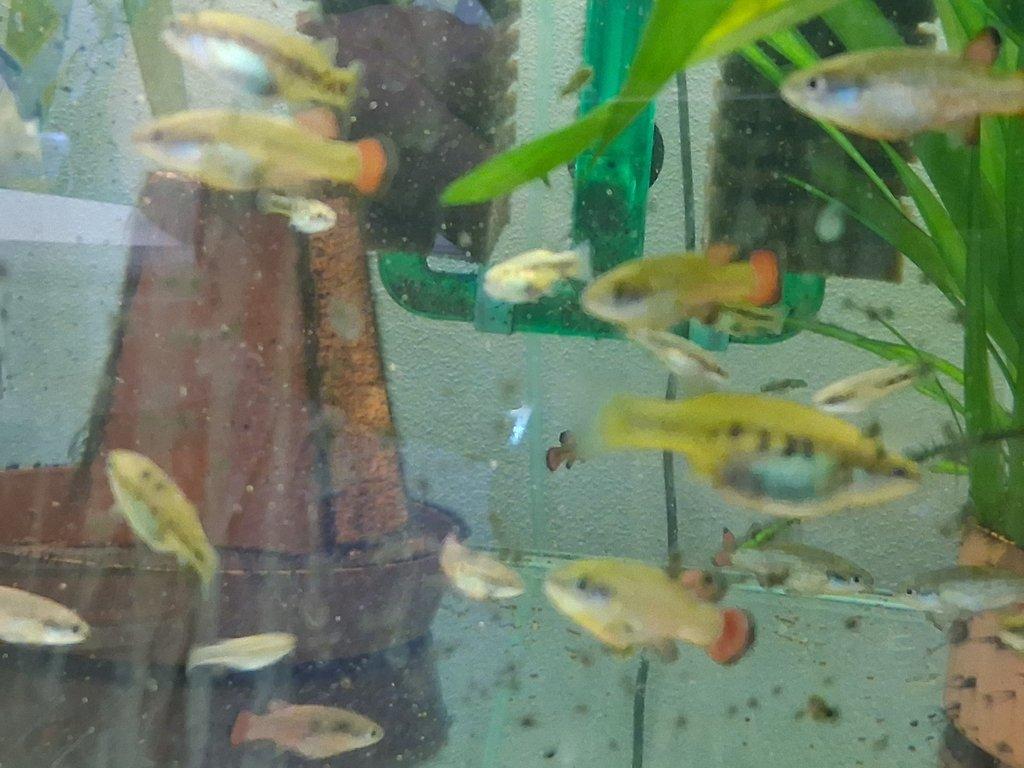 DIVOKÉ ŽIVORODKY- Fauna trhy Ostrava