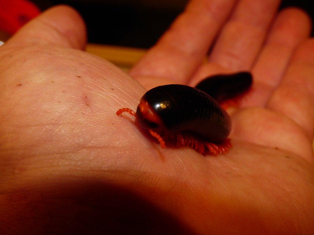 Mnohonožka červenonohá (Epibolus pulchripes)