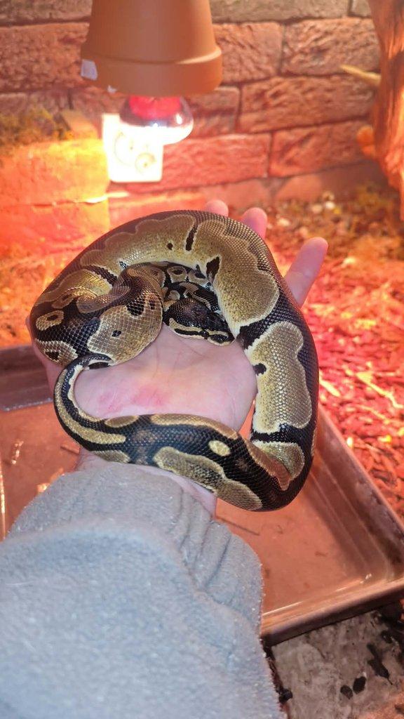 Prodám pár krajt královských