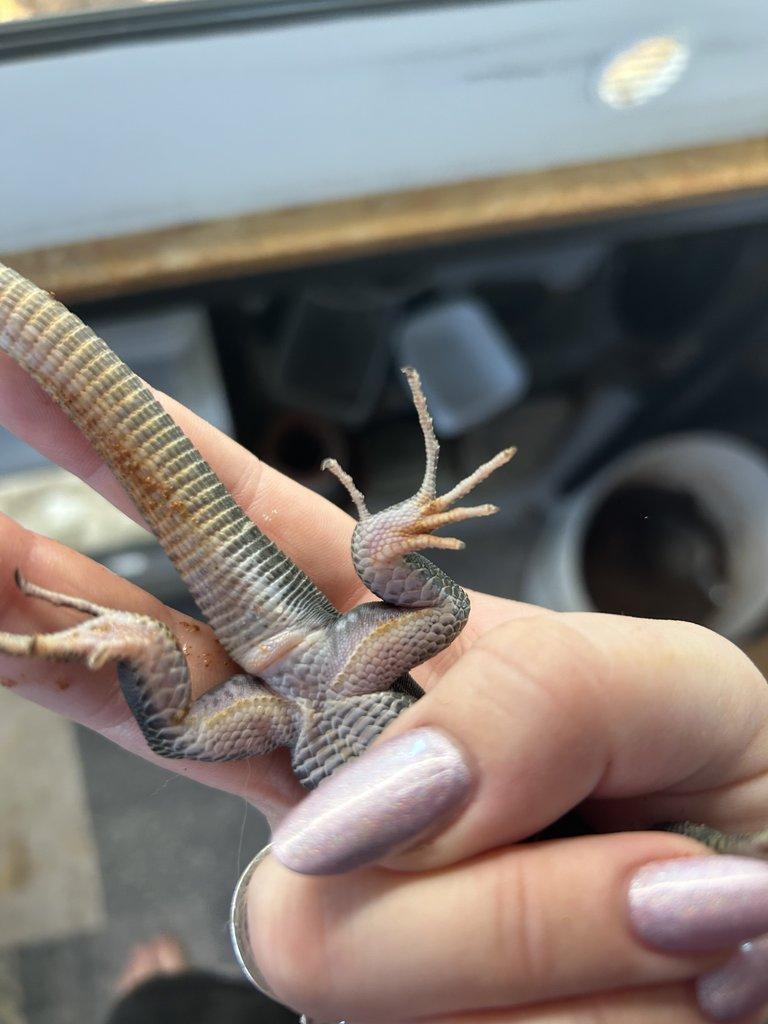 Timon lepidus melanistic 1.2