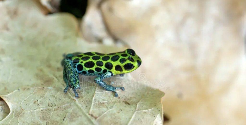 Koupím pralesničky klamavé Ranitomeya imitator