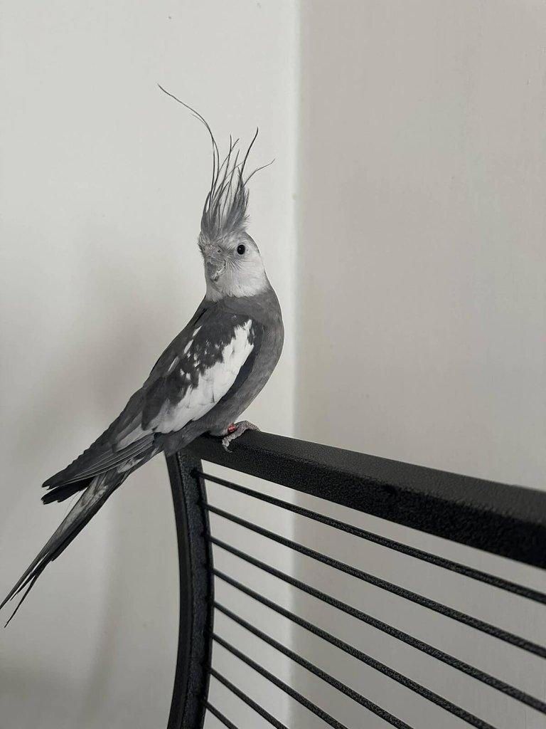 Korela bělohlavá perlová