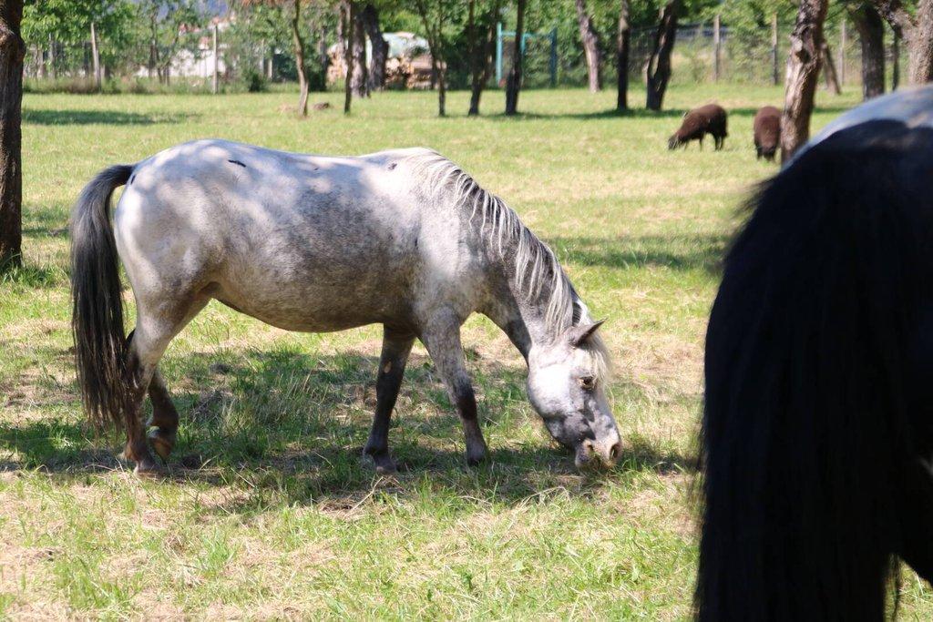 Pronájem celé samostatné stáje s výběhy