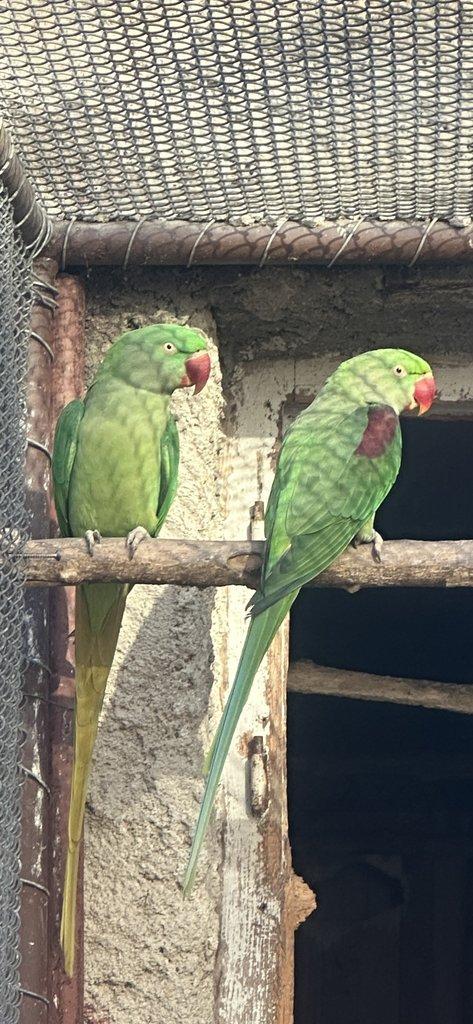 Prodám Alexandr Velký