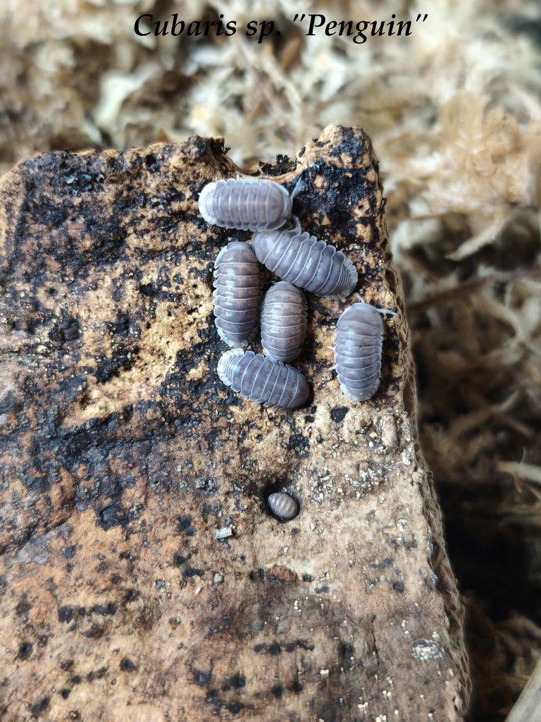 ISOPODY·STÍNKY - Bulk/balíčky - posílám