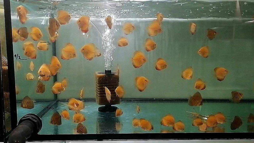 Terčovec Valentine, marlboro, pigeon albino