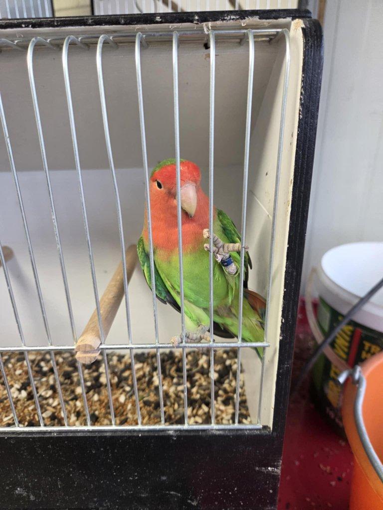 Agapornis růžohrdlý (Agapornis roseicollis)