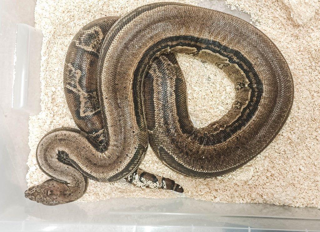 Adult Boa constrictor